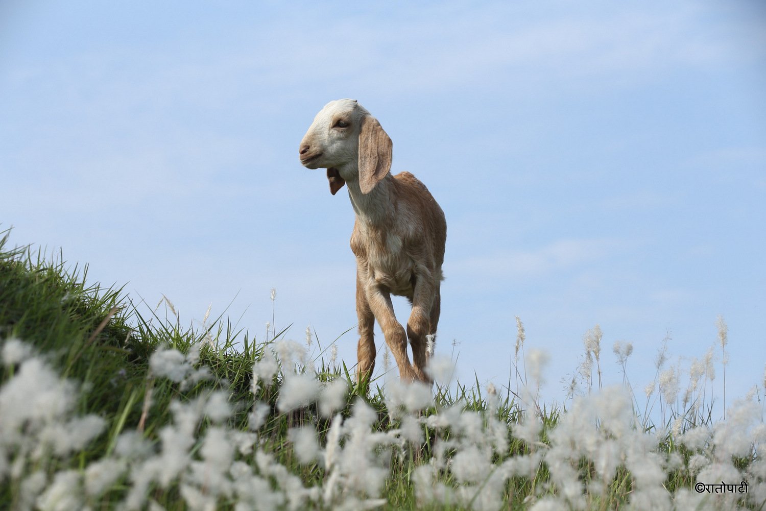 pherping goat (5)