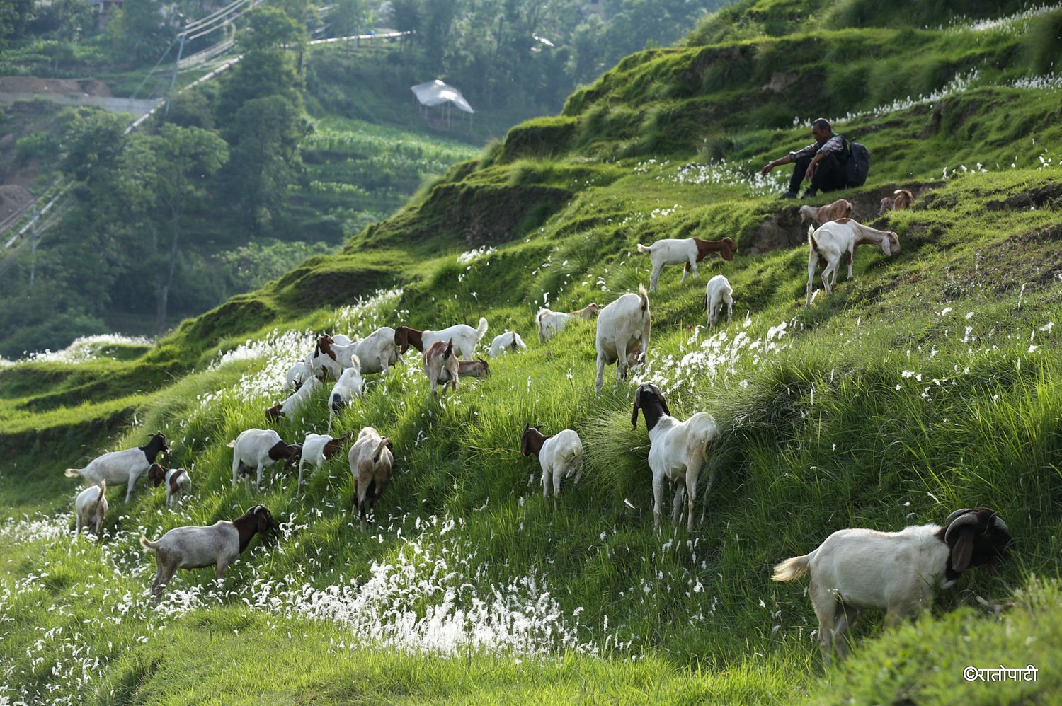 pherping goat (6)