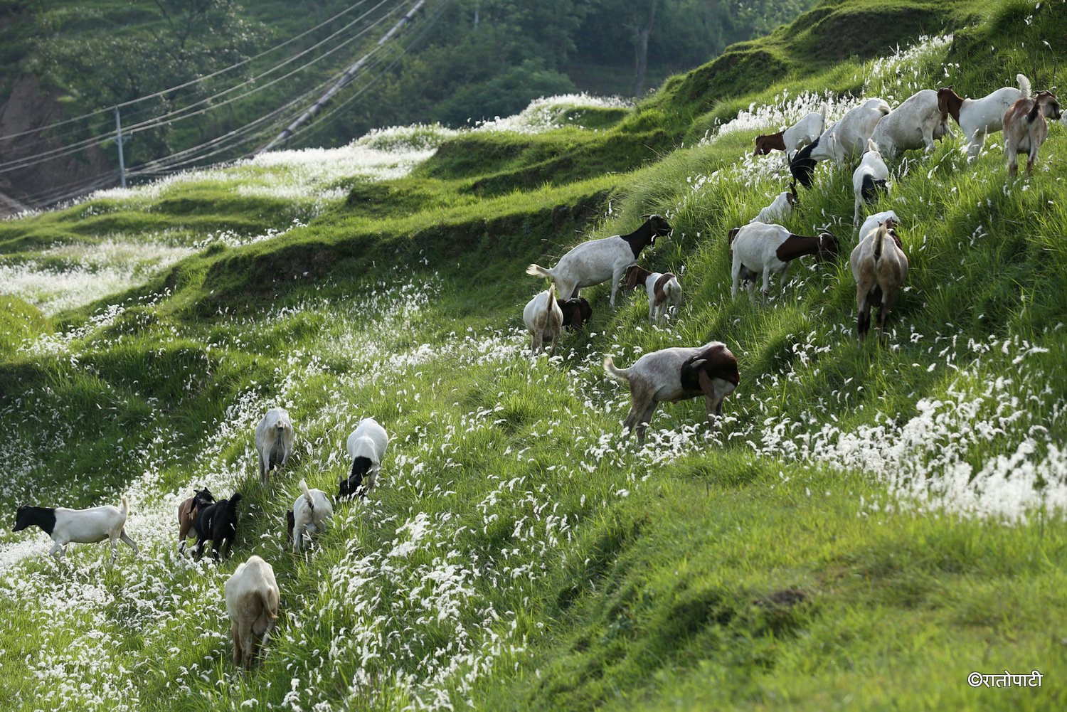 pherping goat (7)