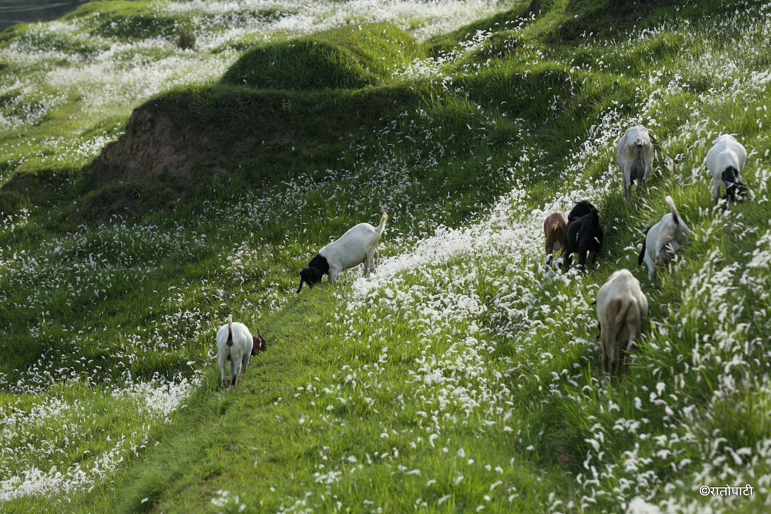 pherping goat (8)