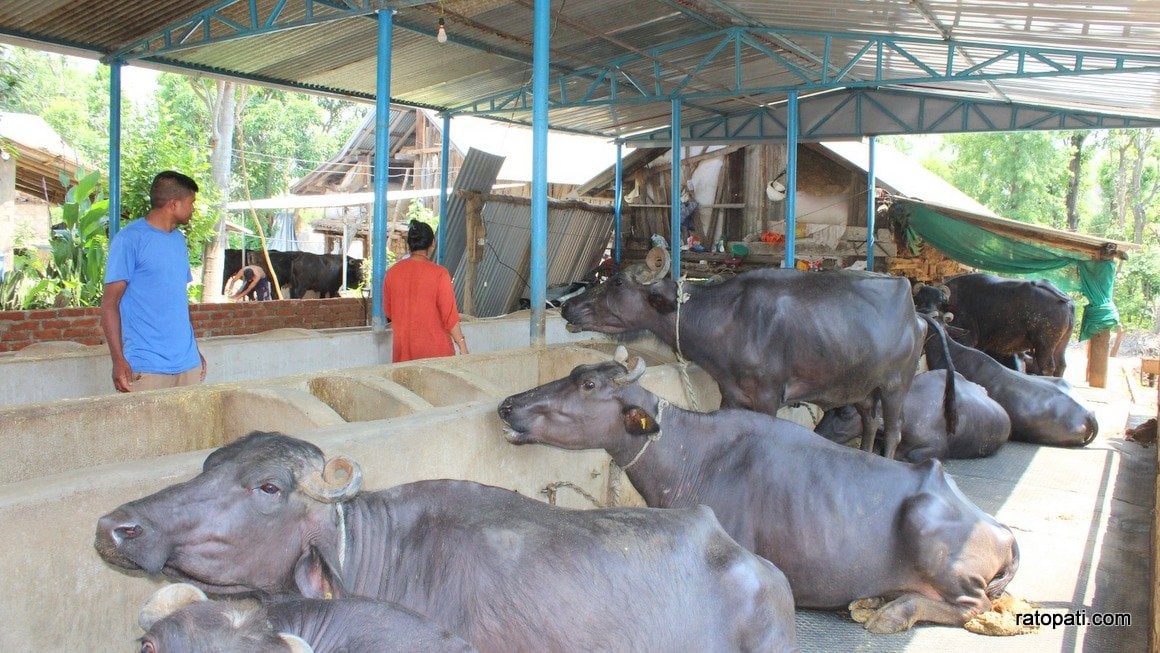 घरघरमा व्यावसायिक भैँसी पालन र तरकारी खेतीले बदलिएका गाउँ