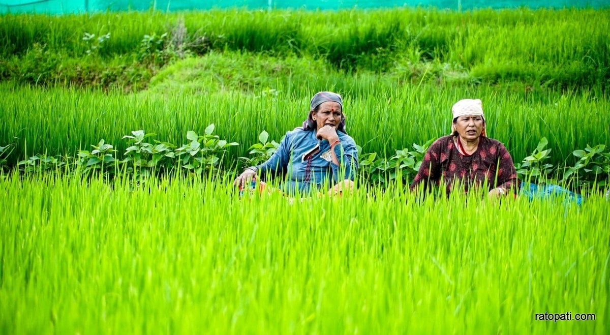 धान गोड्न व्यस्त मल्पीका किसान (तस्बिरहरू)