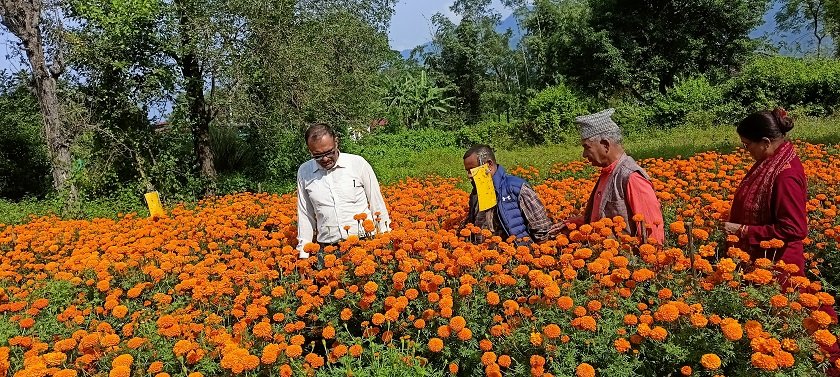 सयपत्री बेचेर ९ लाख आम्दानी