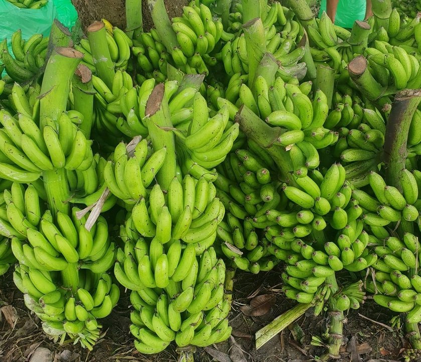   नेपाली केराले नै दसैँ, तिहार र छठ धान्ने, आयात नगर्न अनुरोध