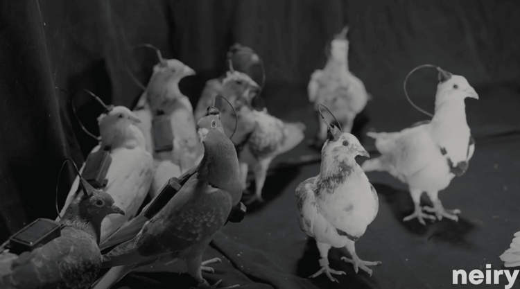 pigeon-biodrones3