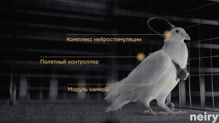 pigeon-biodrones