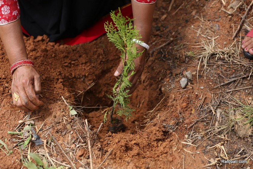 plantation (10)