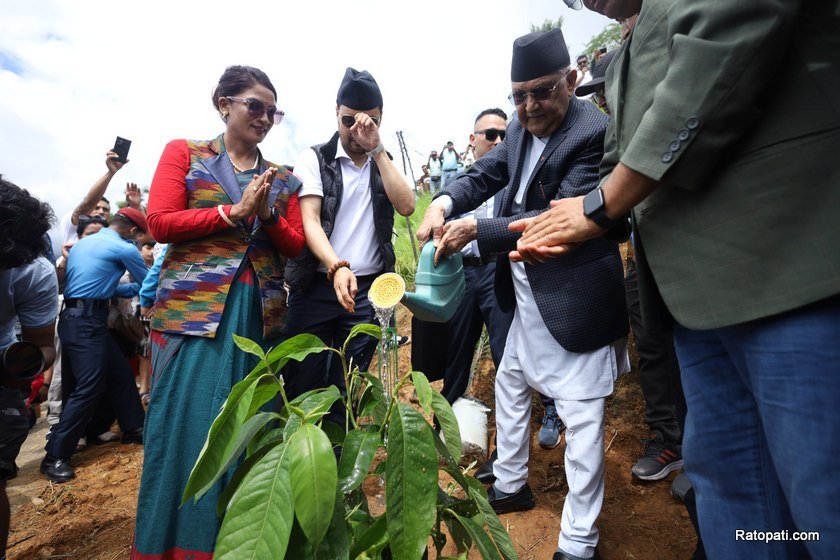 plantation (2)