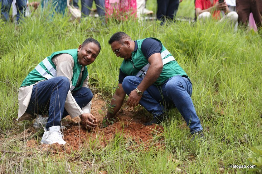plantation (3)