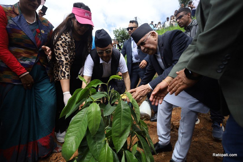 plantation (4)