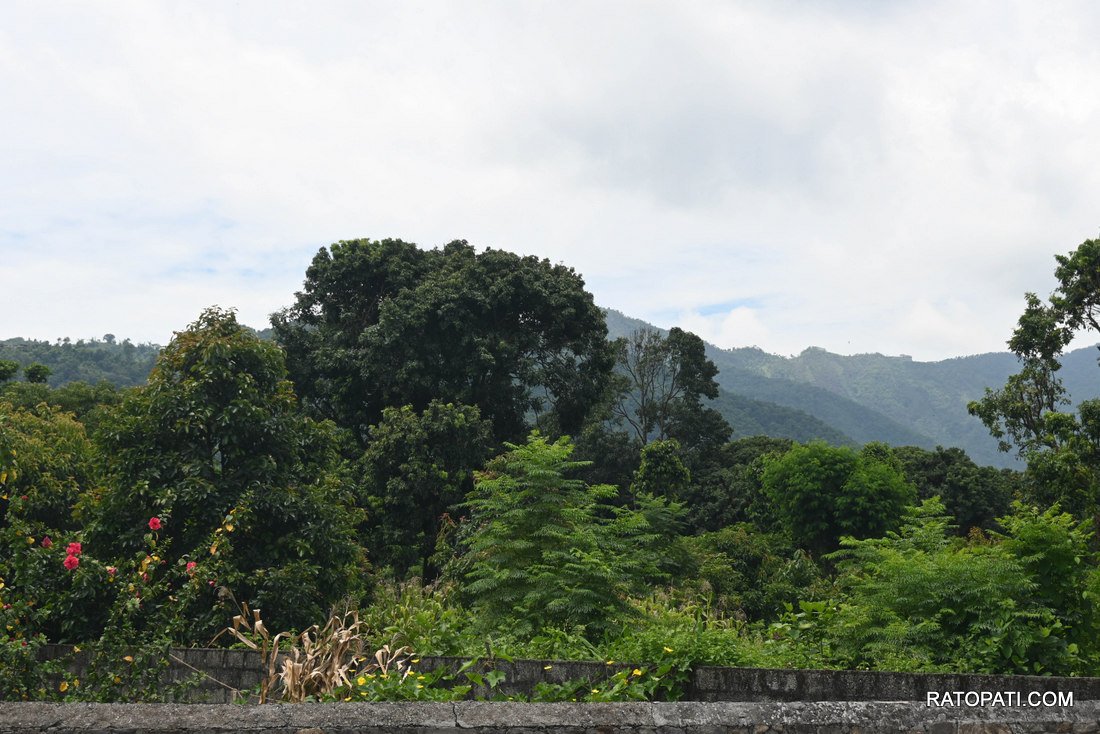 Pokhara Batule Chour_-1153