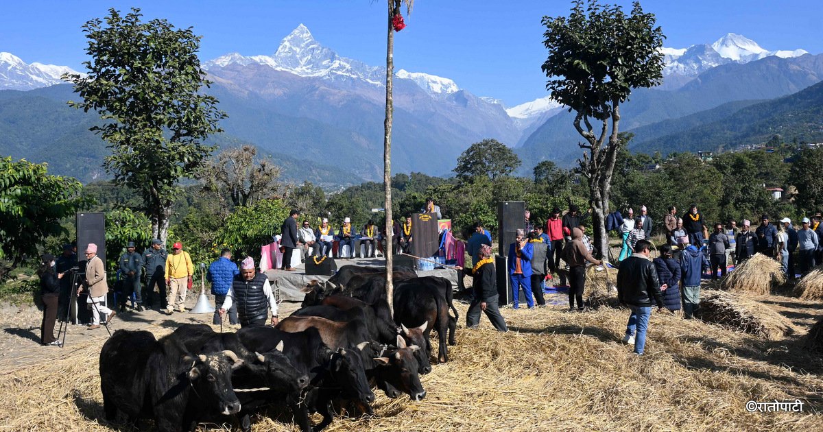   तस्बिरमा हेर्नुहोस् पोखराको दाइँ महोत्सव