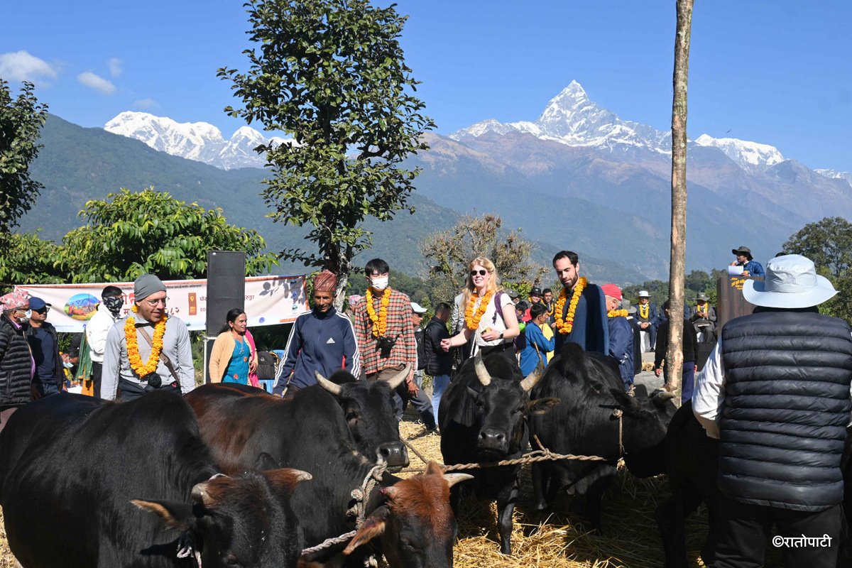 Pokhara Dai (10)
