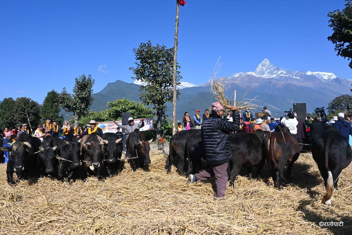 Pokhara Dai (5)