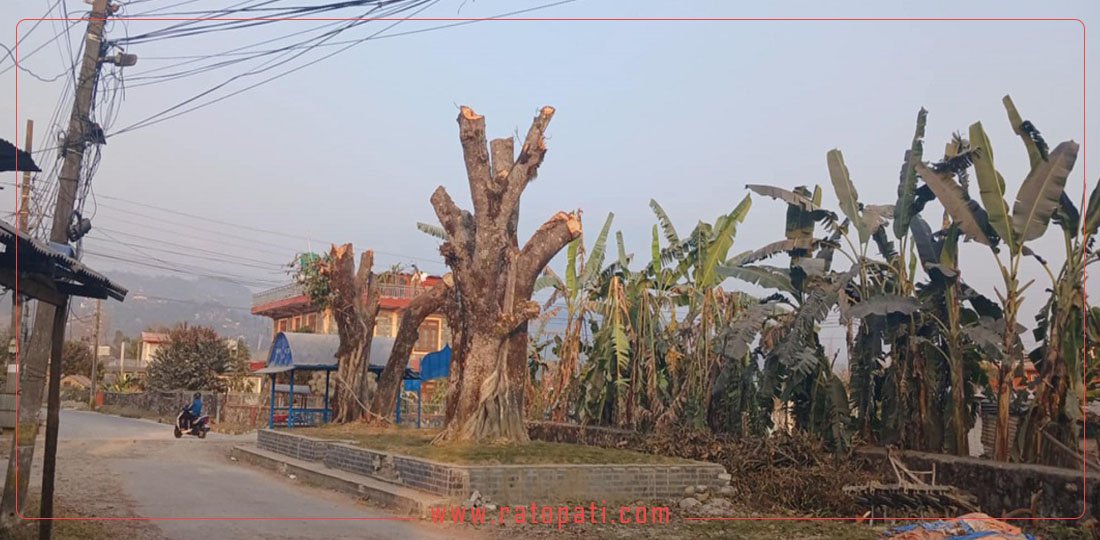 सयौँ वर्ष पुराना चौतारा मासेर कोटिहोमलाई दाउरा, महानगर मुकदर्शक