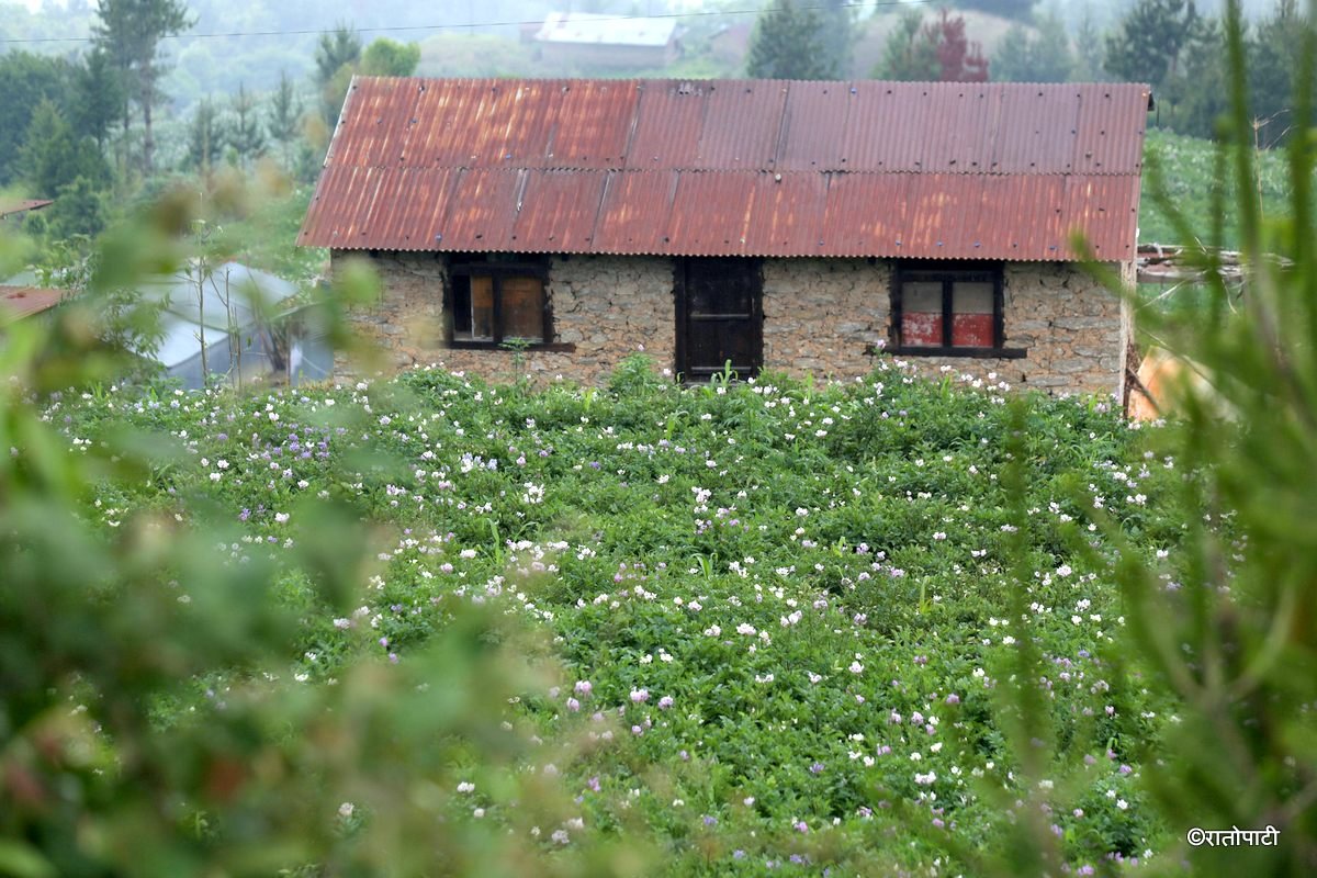 potato dolakha (1)