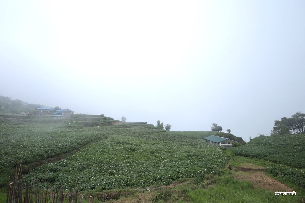 potato dolakha (10)