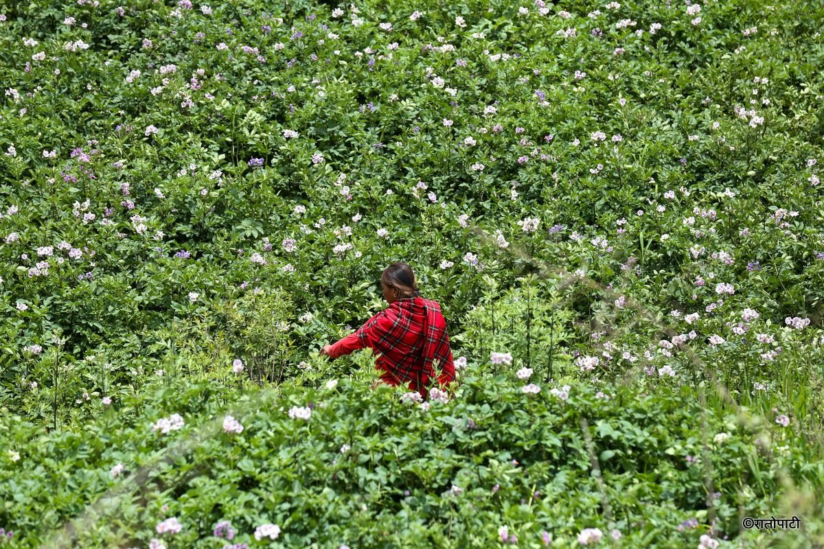 potato dolakha (11)