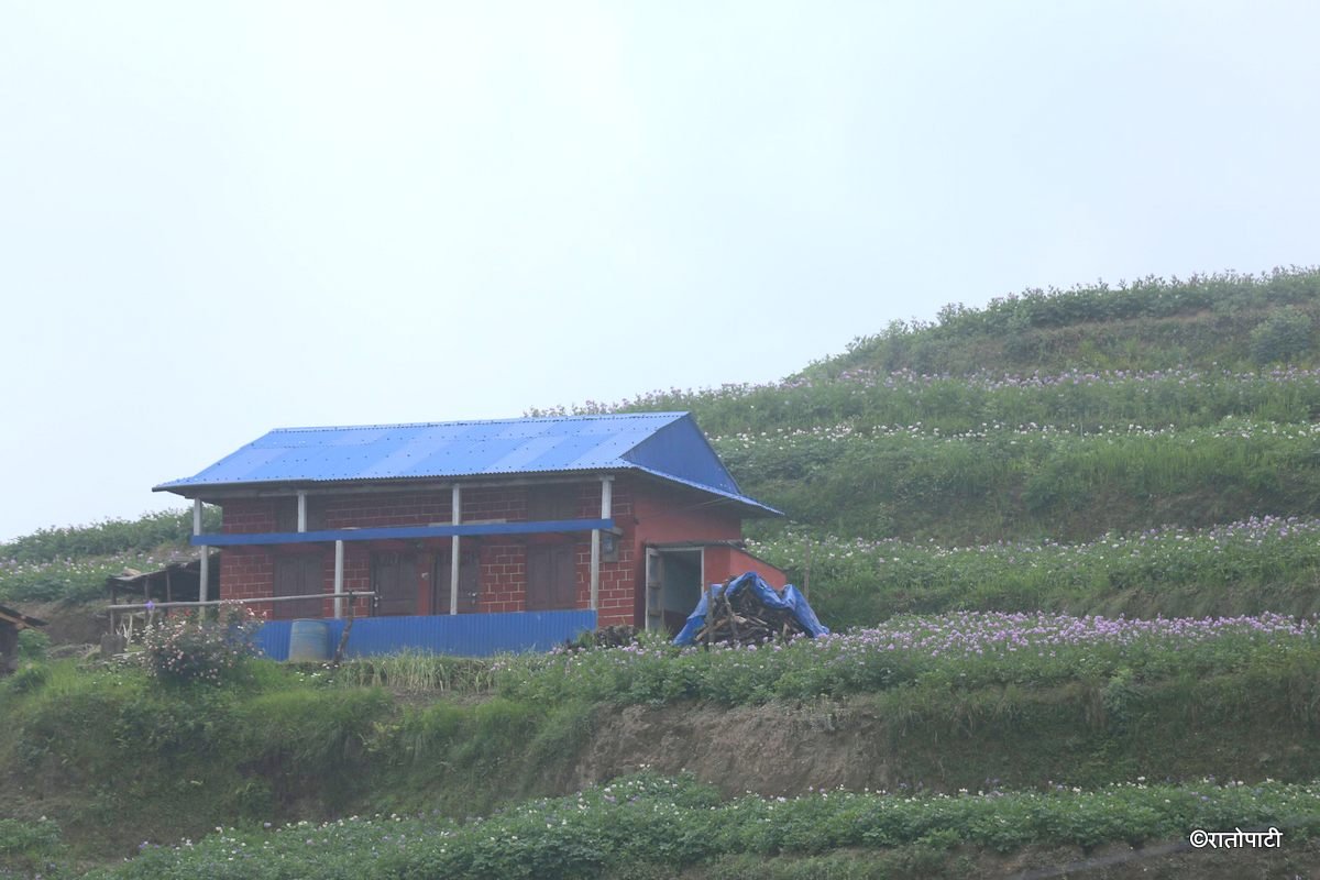 potato dolakha (14)