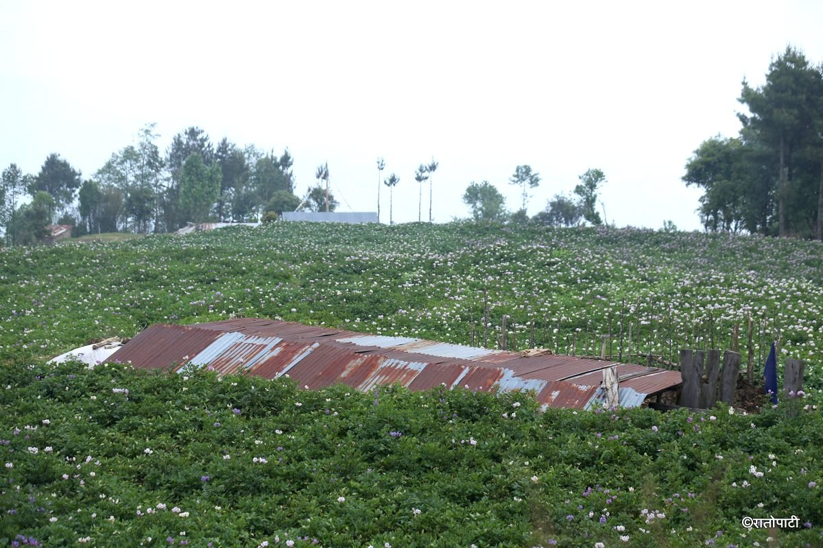 potato dolakha (15)