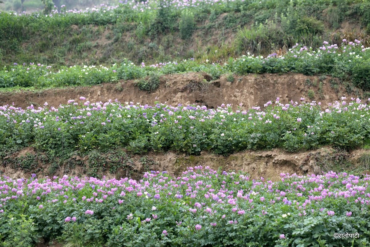 potato dolakha (2)