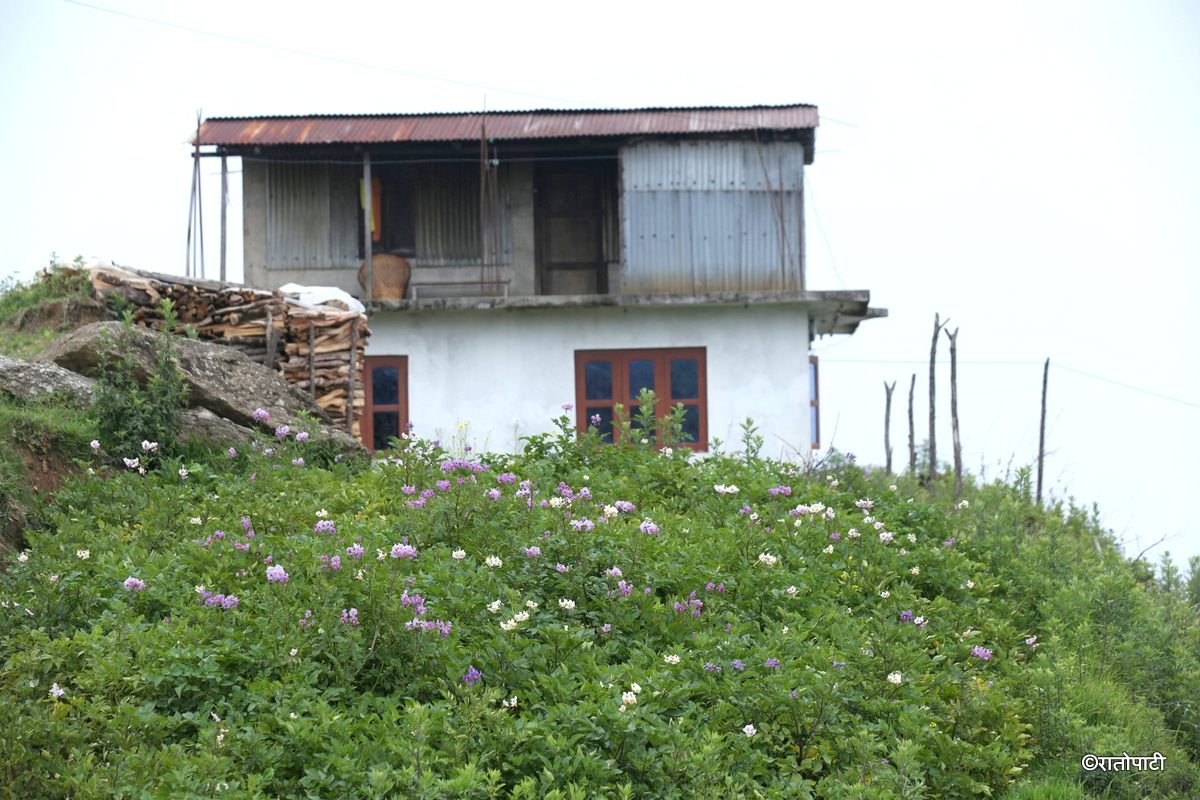 potato dolakha (3)