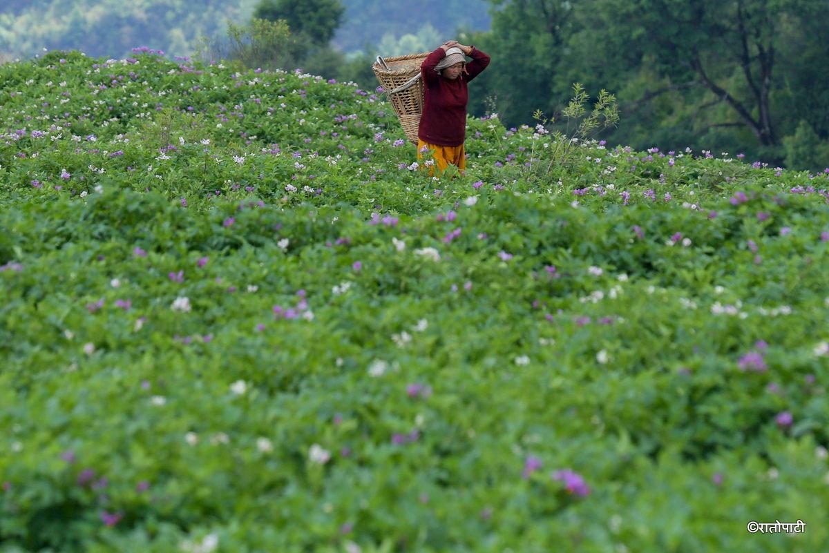 potato dolakha (4)