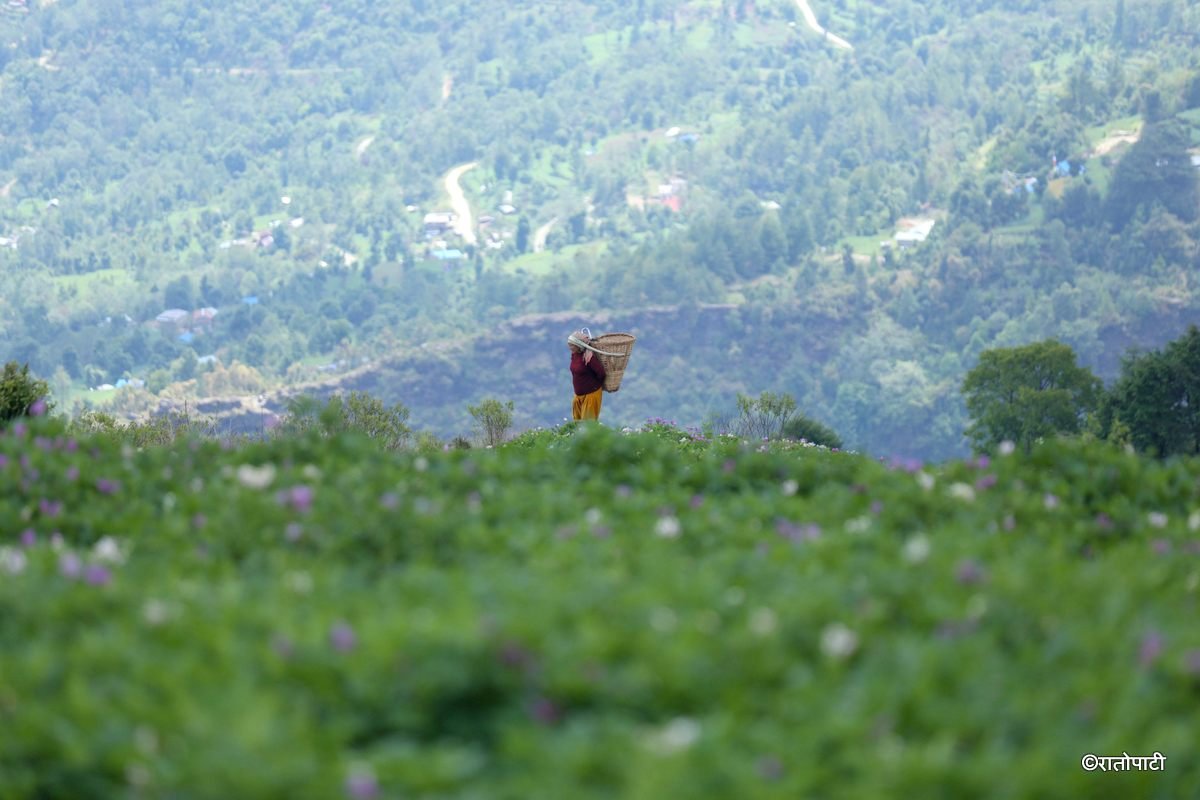 potato dolakha (5)