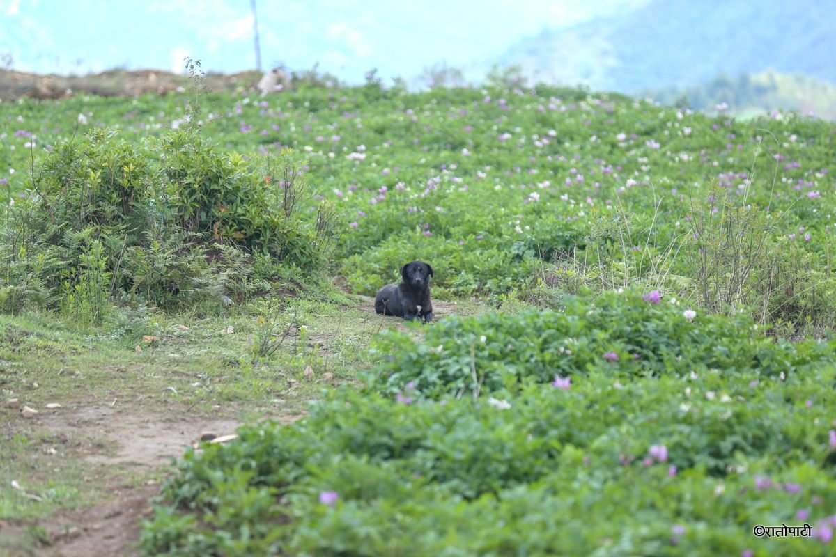 potato dolakha (6)