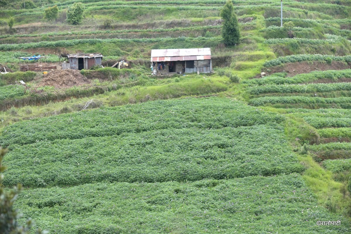 potato dolakha (7)
