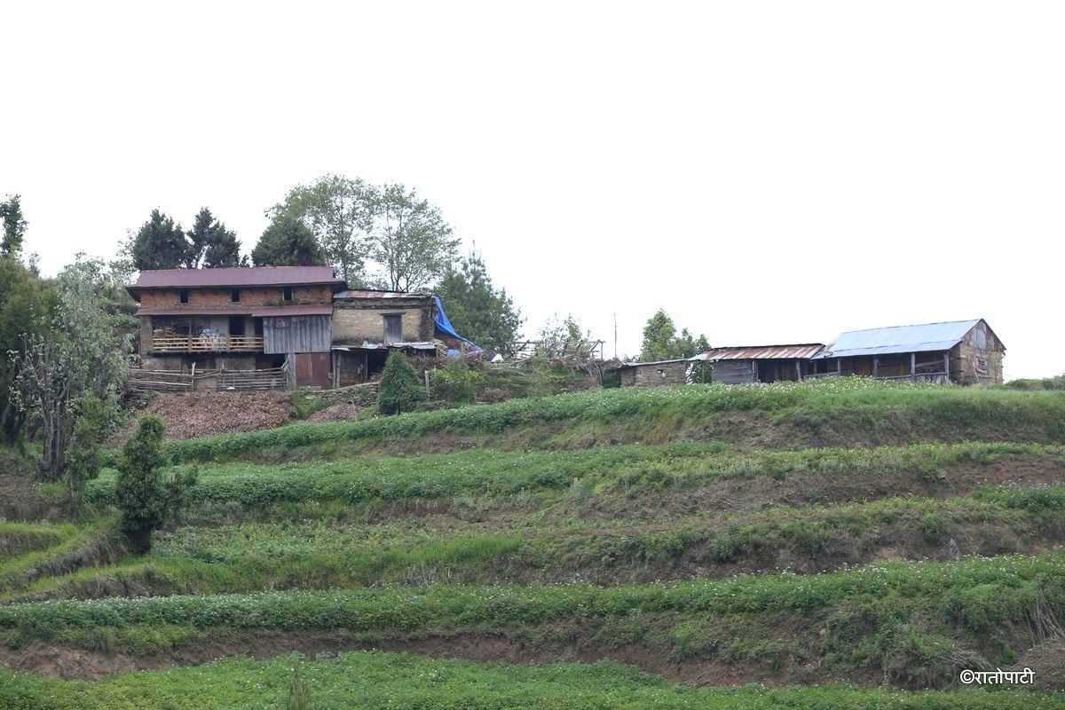 potato dolakha (8)