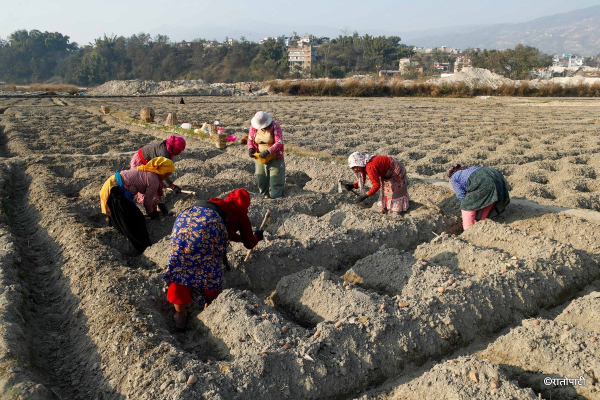 Potato Farming, Photo Nepal Photo Library.10