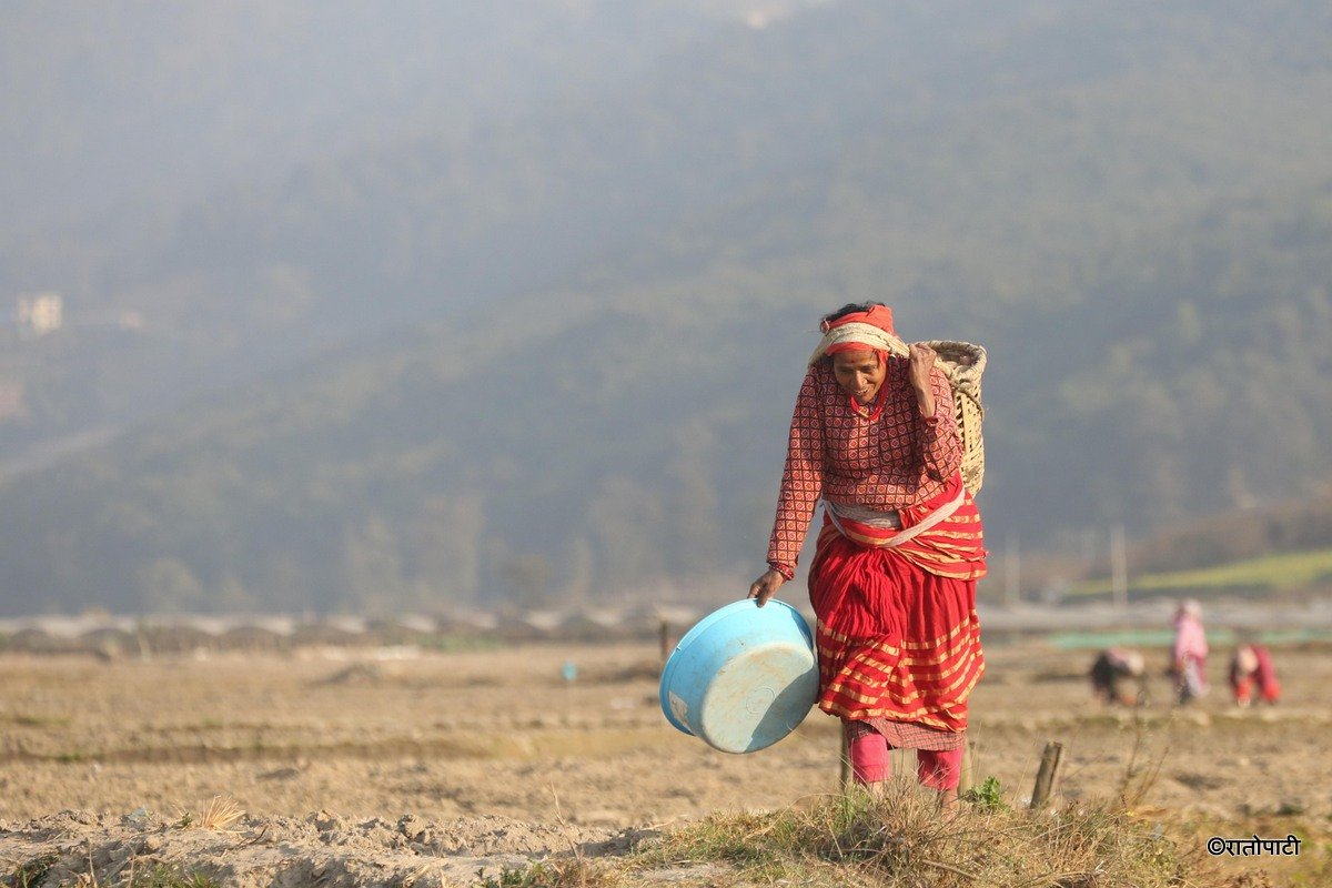 Potato Farming, Photo Nepal Photo Library.13