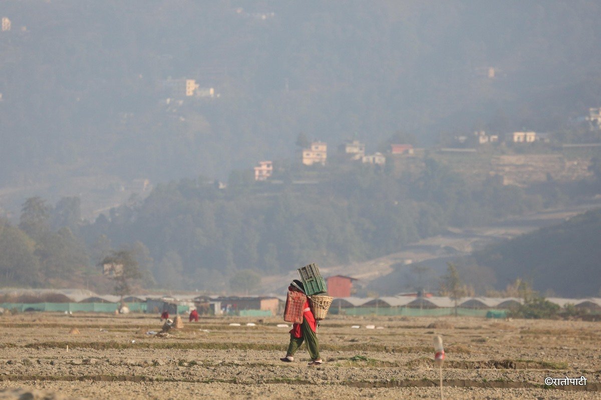 Potato Farming, Photo Nepal Photo Library.14