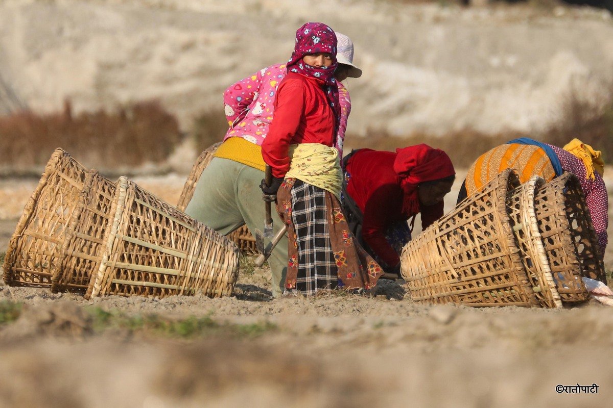 Potato Farming, Photo Nepal Photo Library.16