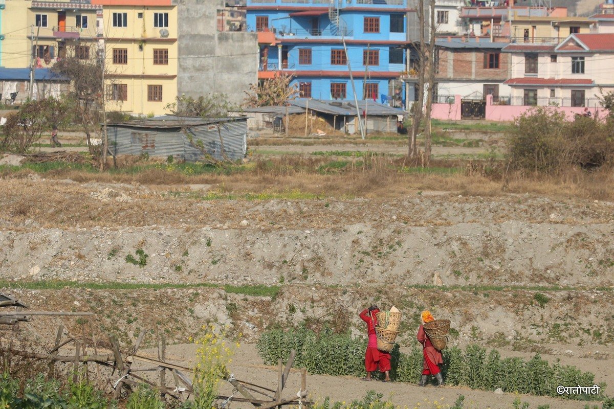 Potato Farming, Photo Nepal Photo Library.17