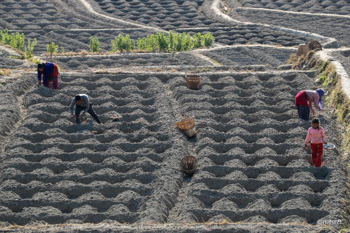 Potato Farming, Photo Nepal Photo Library.1