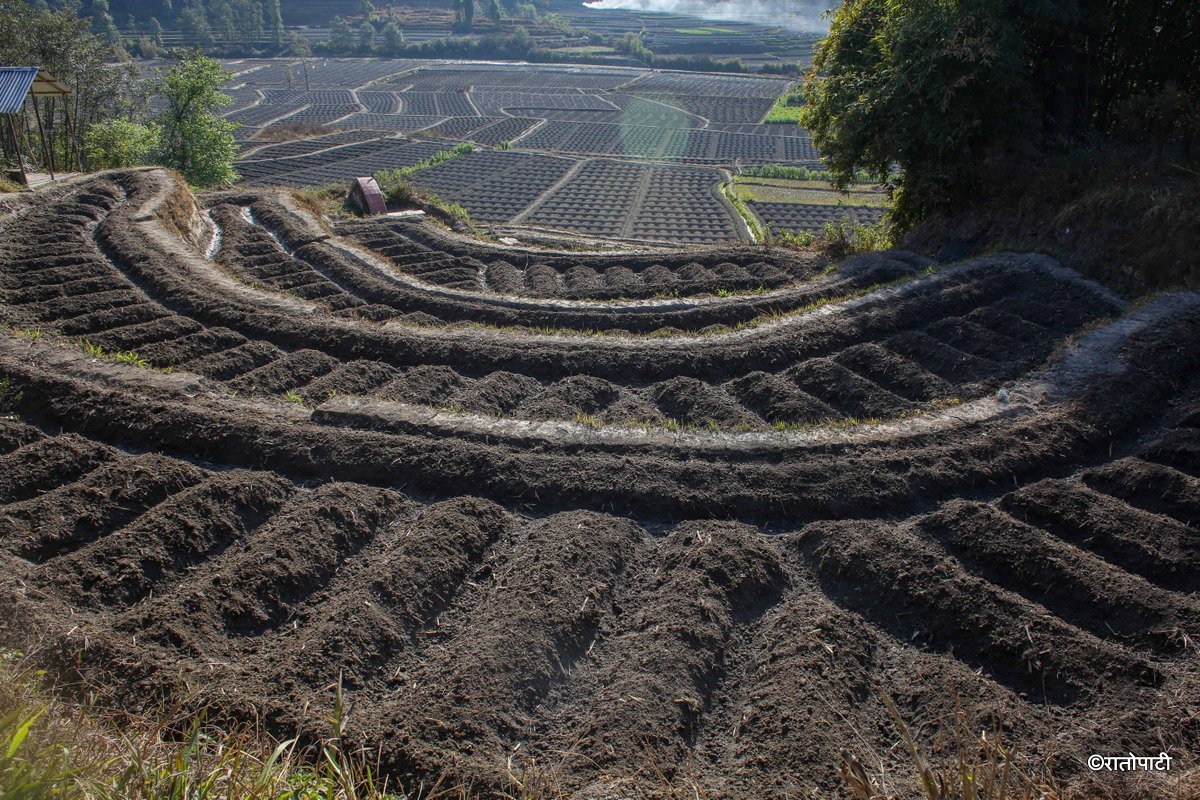 Potato Farming, Photo Nepal Photo Library.2