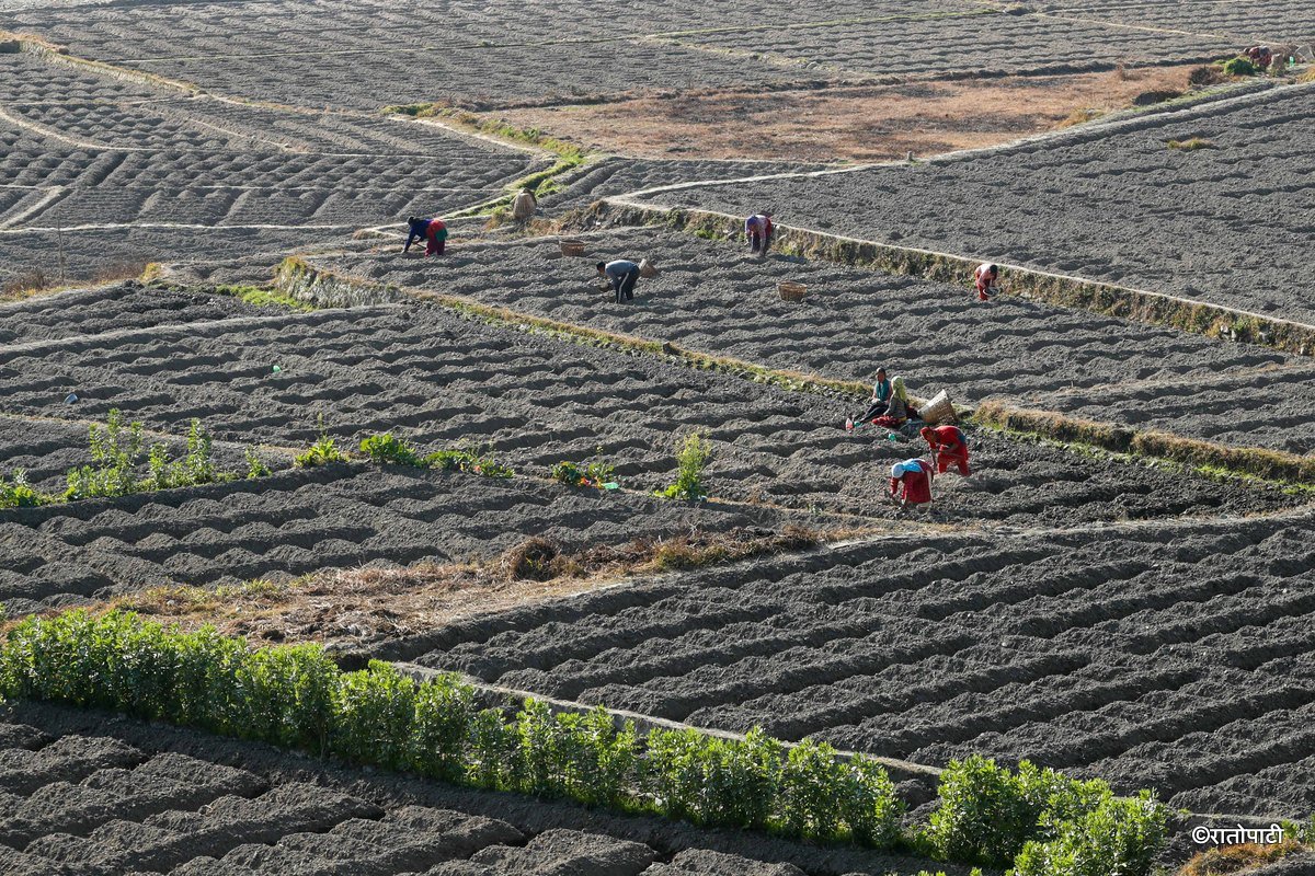 Potato Farming, Photo Nepal Photo Library.3