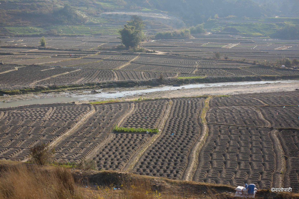 Potato Farming, Photo Nepal Photo Library.6