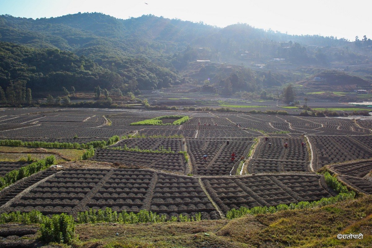 Potato Farming, Photo Nepal Photo Library.7_1