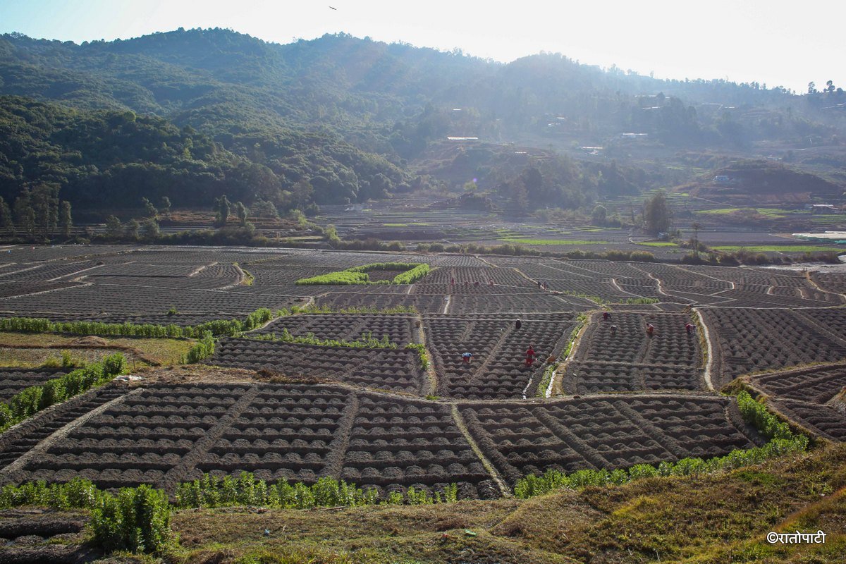 Potato Farming, Photo Nepal Photo Library.7