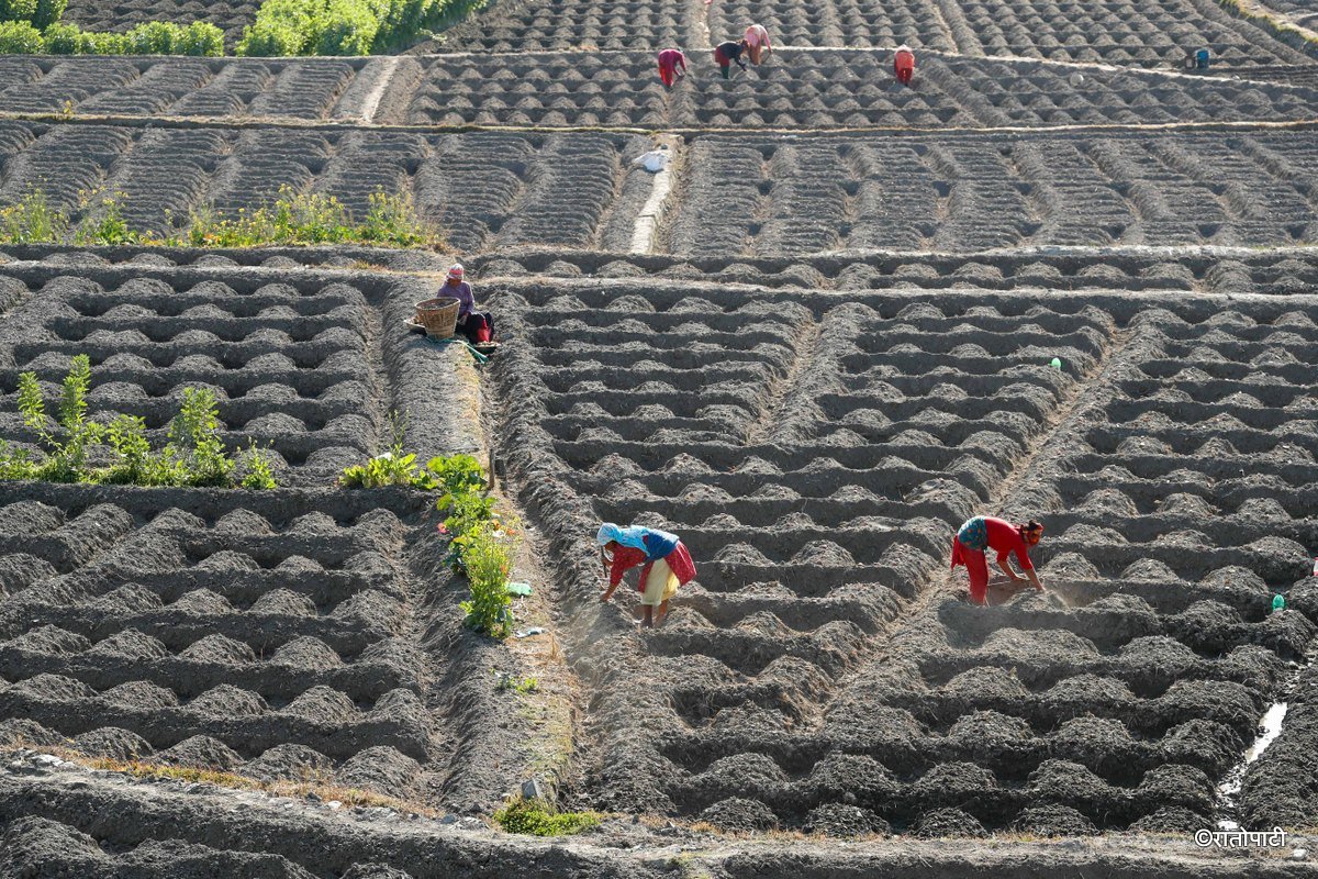 Potato Farming, Photo Nepal Photo Library.8