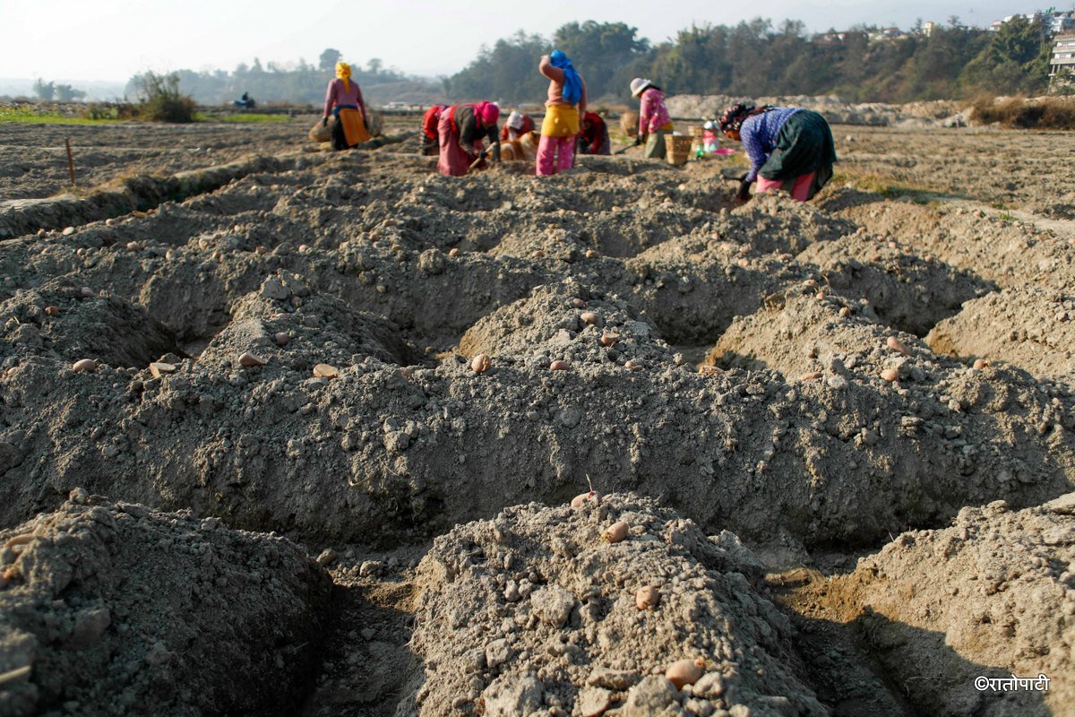 Potato Farming, Photo Nepal Photo Library.9