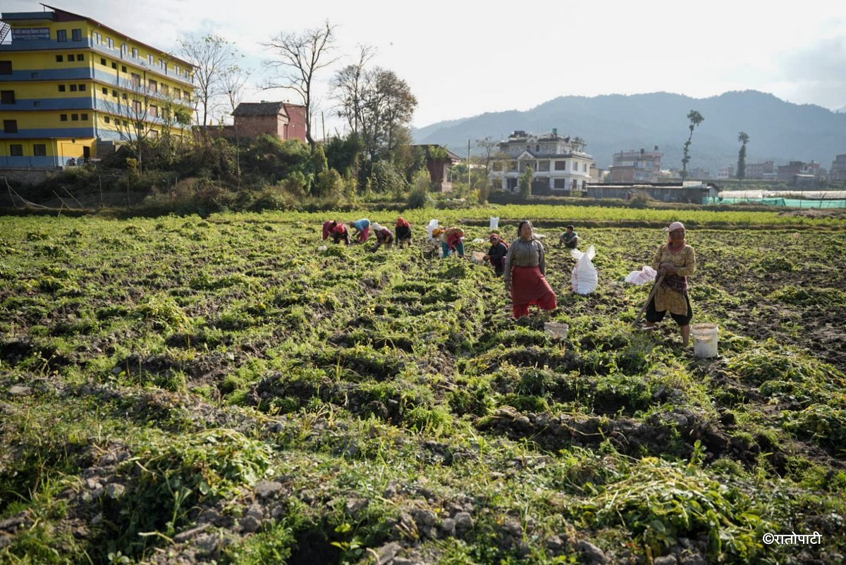 potato farming (1)