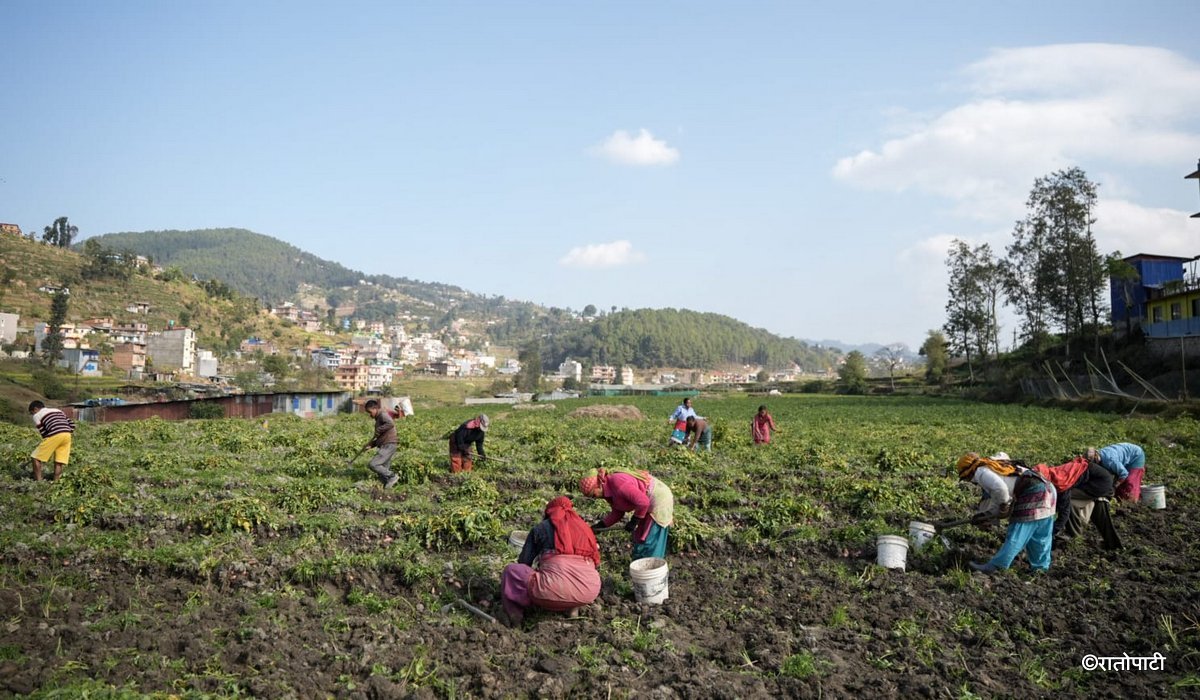 potato farming (11)