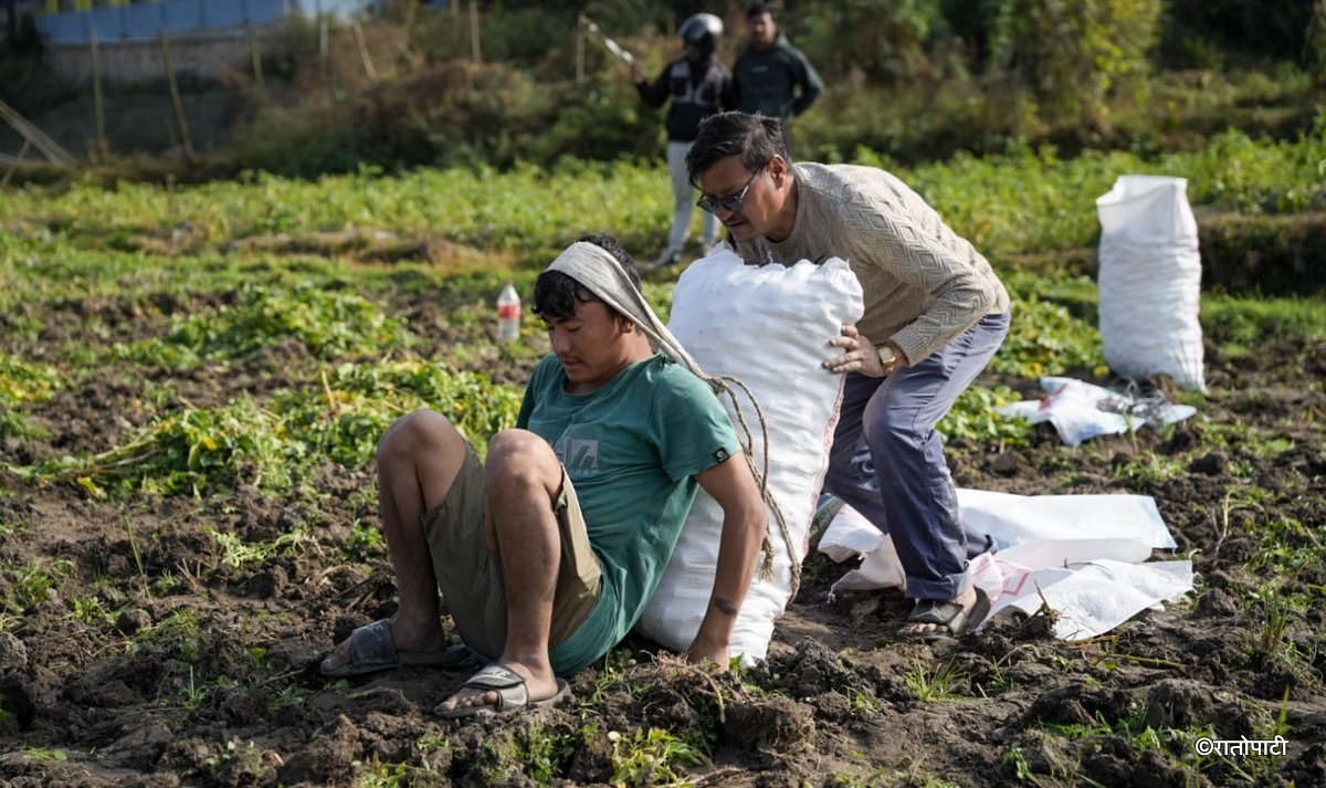 potato farming (12)