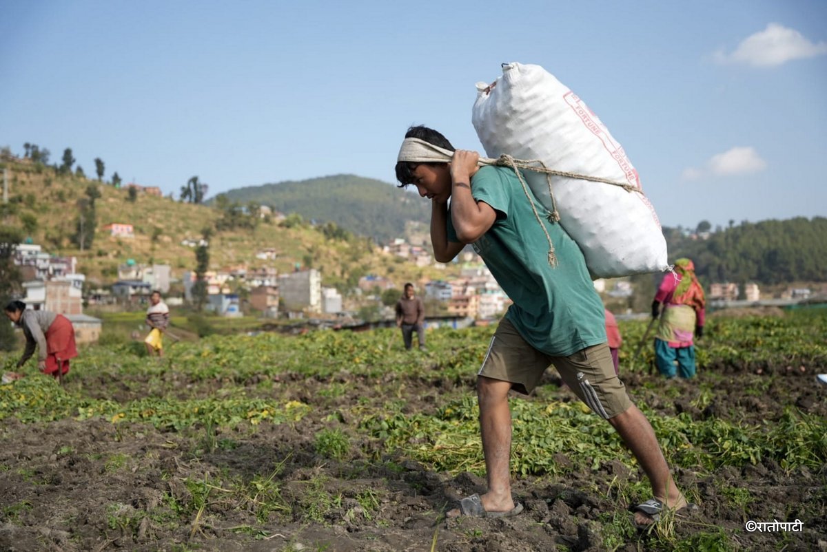 potato farming (13)