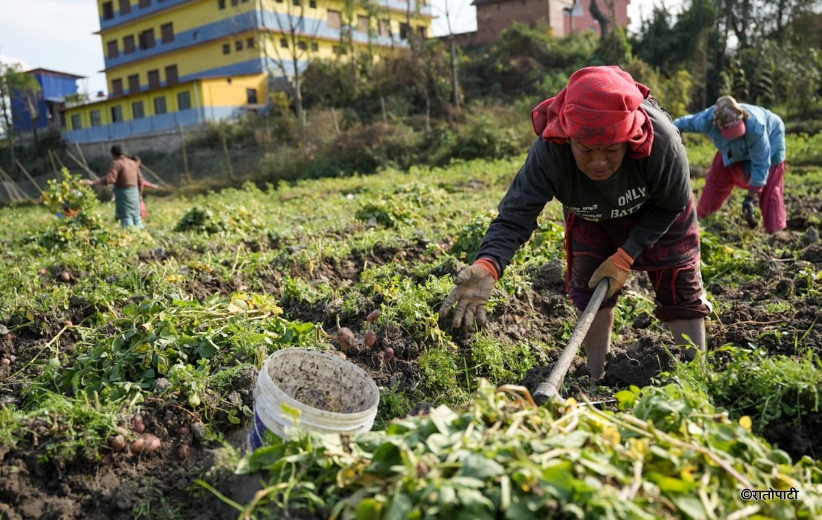 potato farming (14)