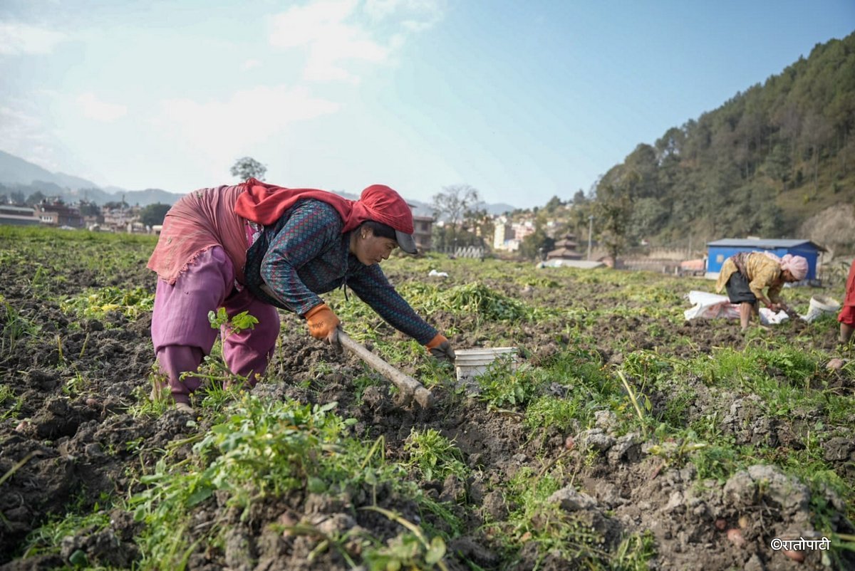 potato farming (15)